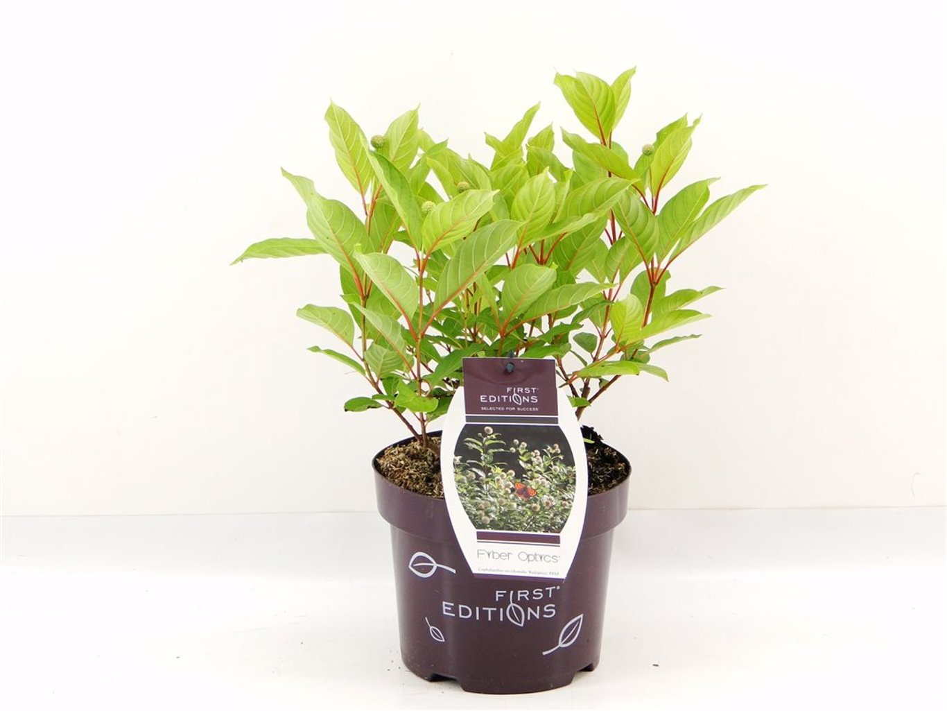 Cephalanthus o. Fiber Optics - C3